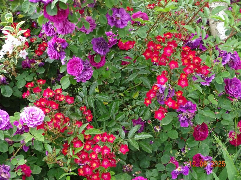  - Trandafiri 2025 2