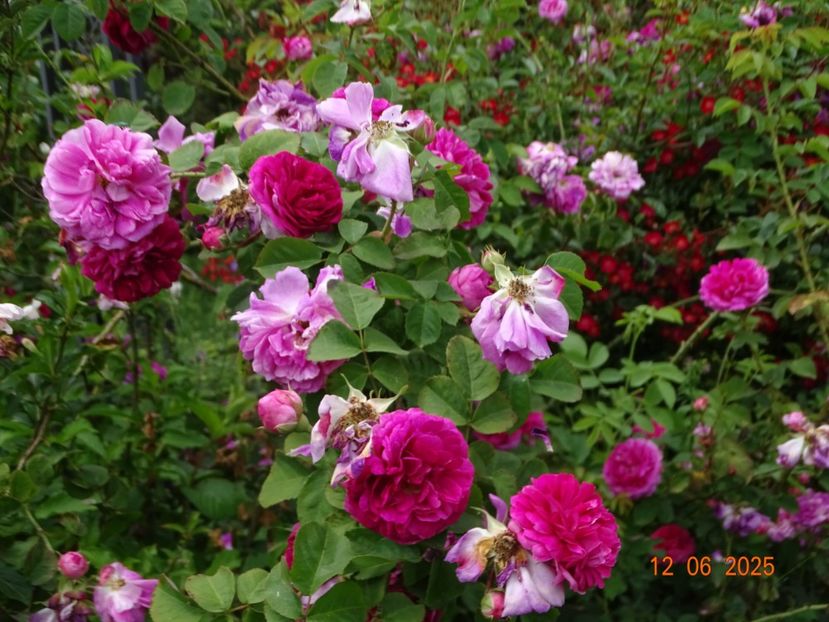  - Trandafiri 2025 2