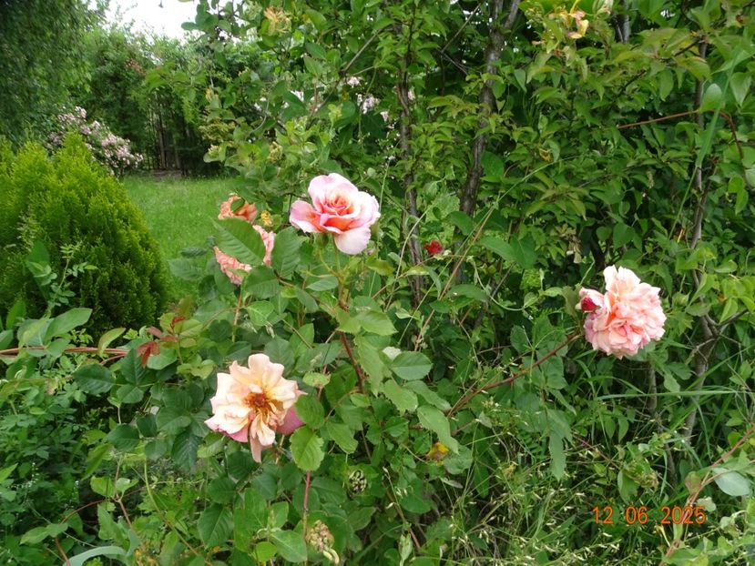  - Trandafiri 2025 2