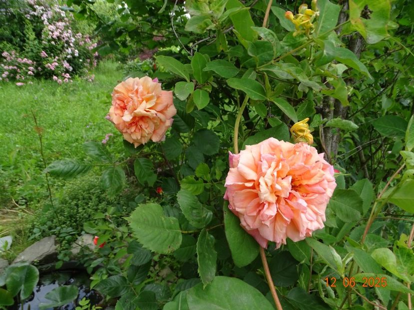  - Trandafiri 2025 2