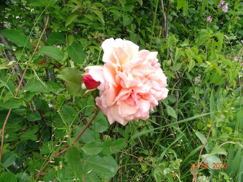  - Trandafiri 2025 2