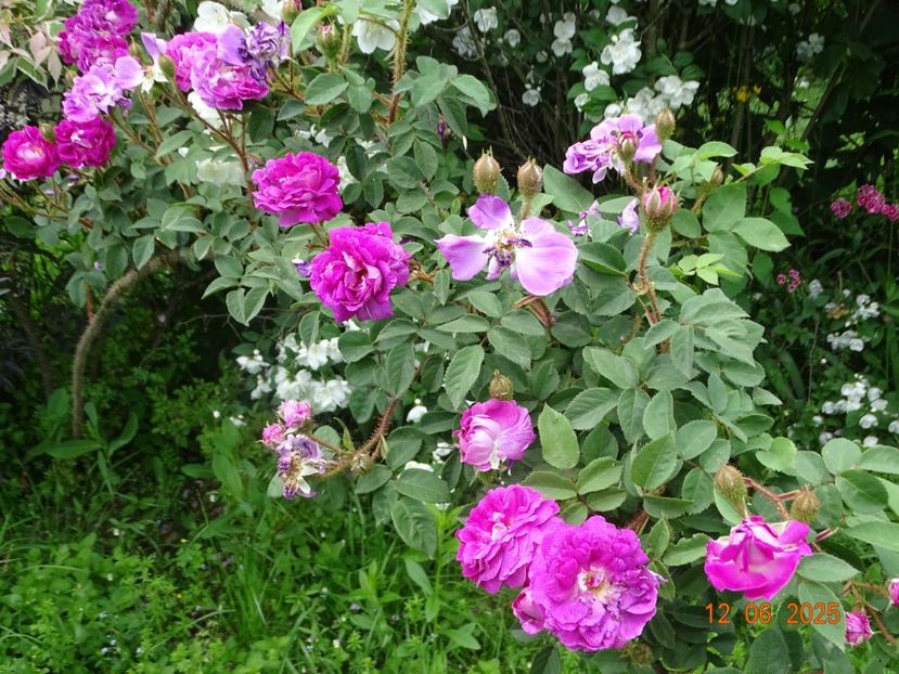  - Trandafiri 2025 2