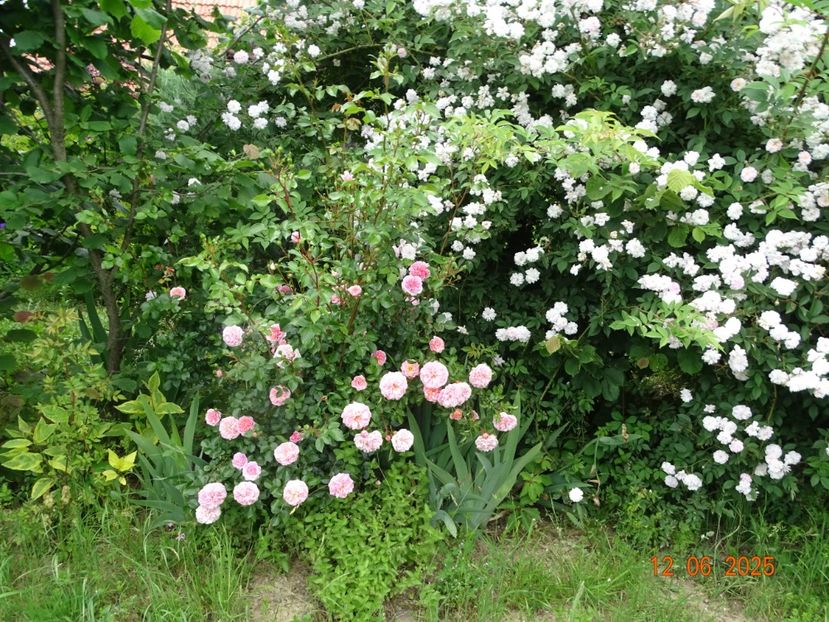  - Trandafiri 2025 2