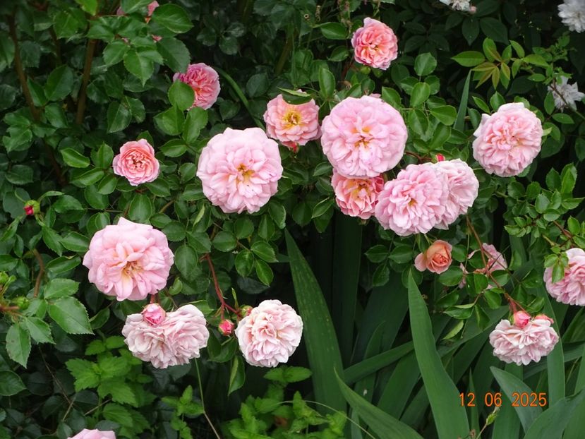  - Trandafiri 2025 2