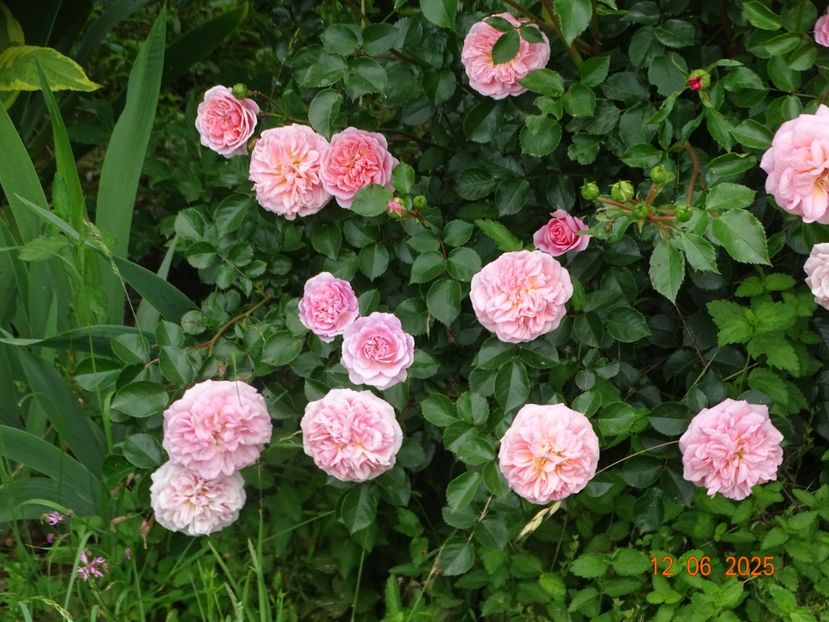  - Trandafiri 2025 2