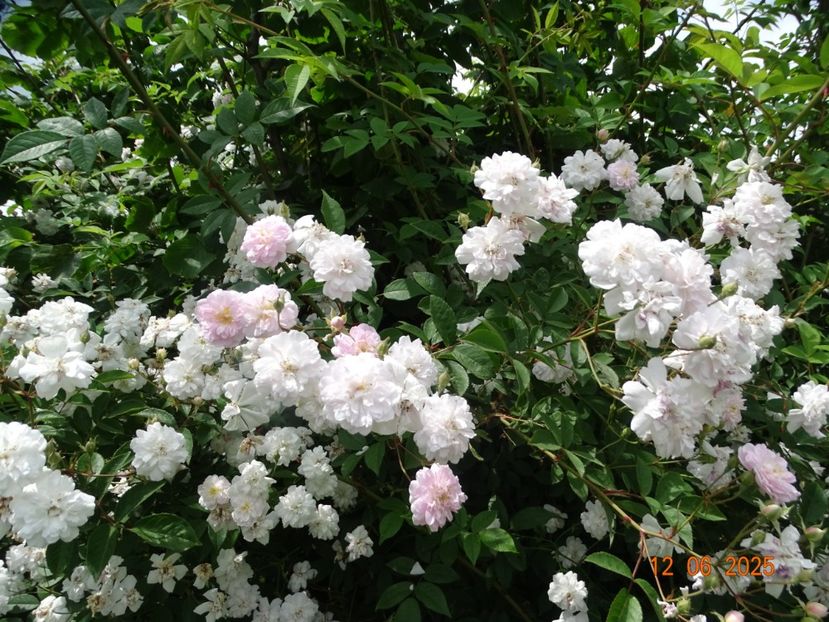  - Trandafiri 2025 2