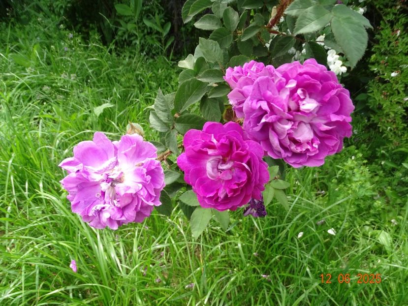  - Trandafiri 2025 2