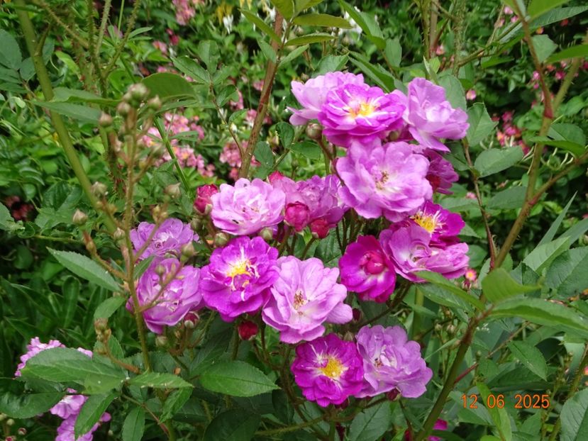  - Trandafiri 2025 2