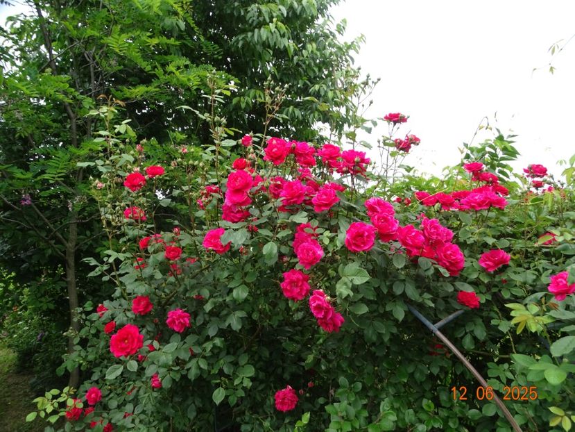  - Trandafiri 2025 2