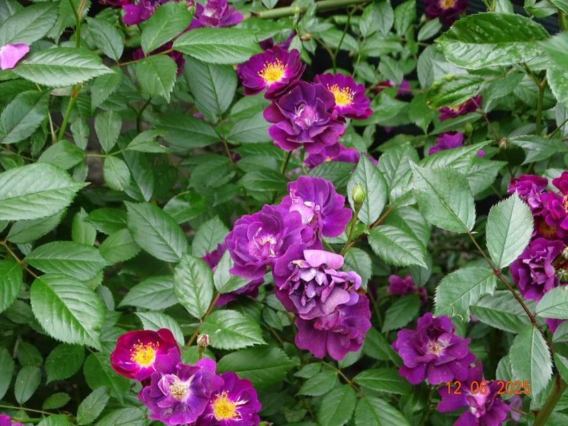  - Trandafiri 2025 2