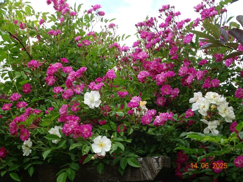 - Trandafiri 2025 2
