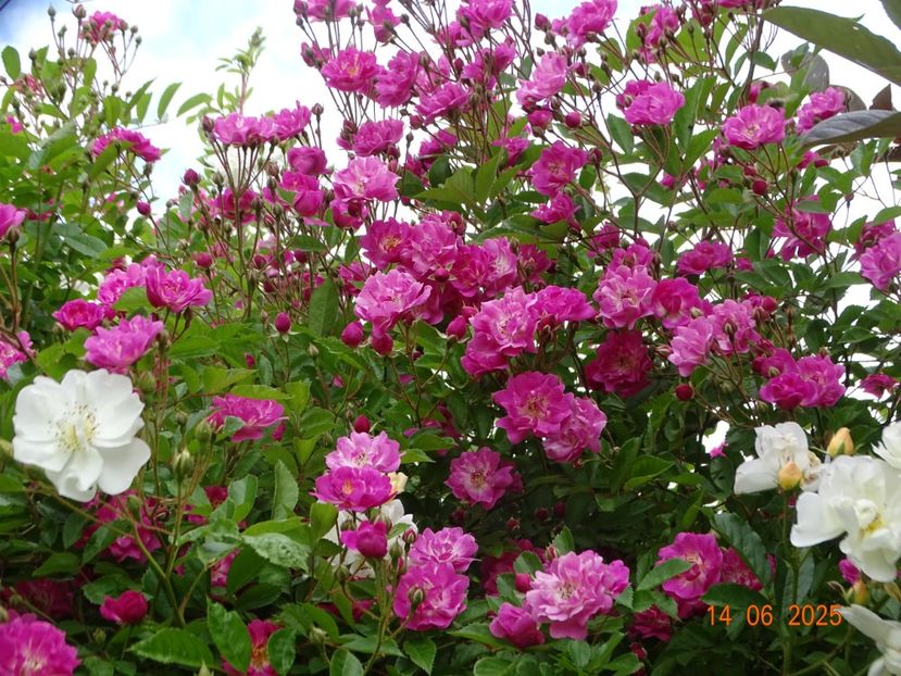  - Trandafiri 2025 2