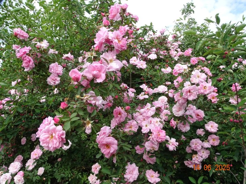  - Trandafiri 2025 2