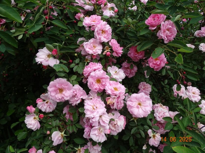  - Trandafiri 2025 2