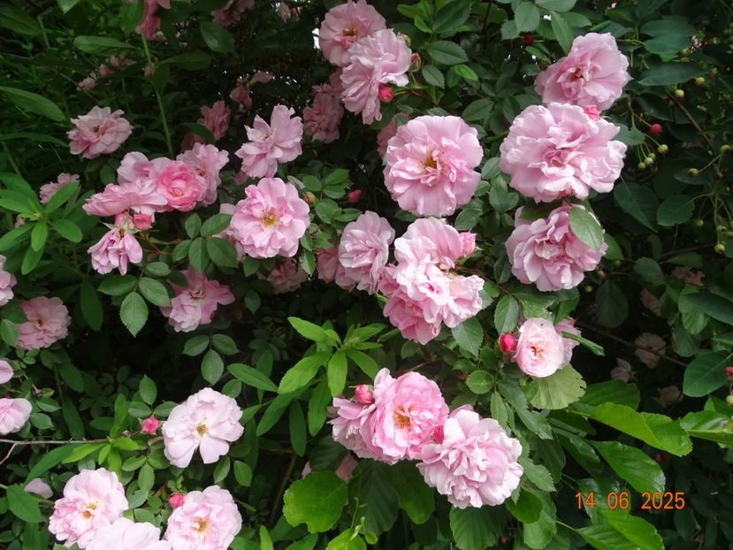 - Trandafiri 2025 2