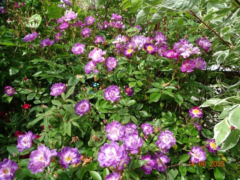 - Trandafiri 2025 2