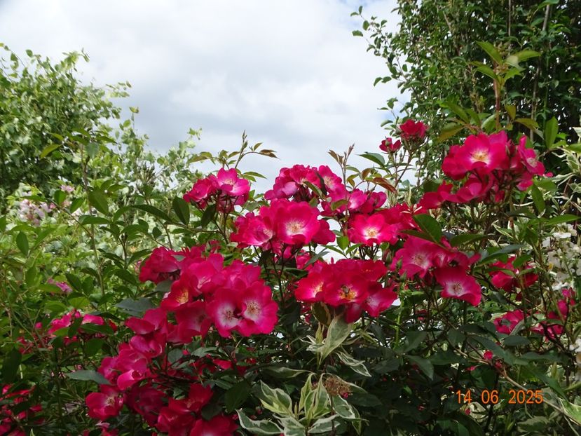  - Trandafiri 2025 2