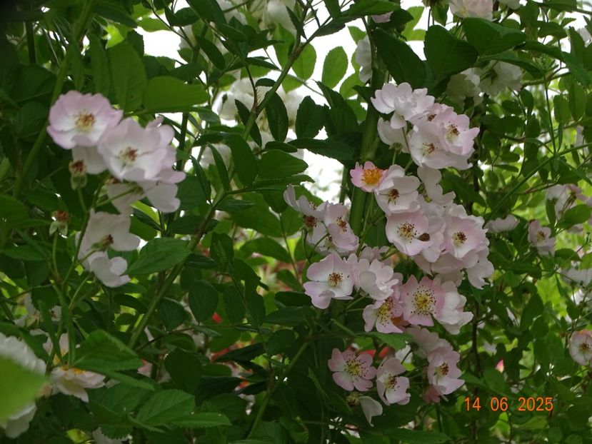  - Trandafiri 2025 2