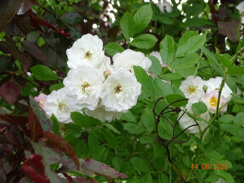  - Trandafiri 2025 2