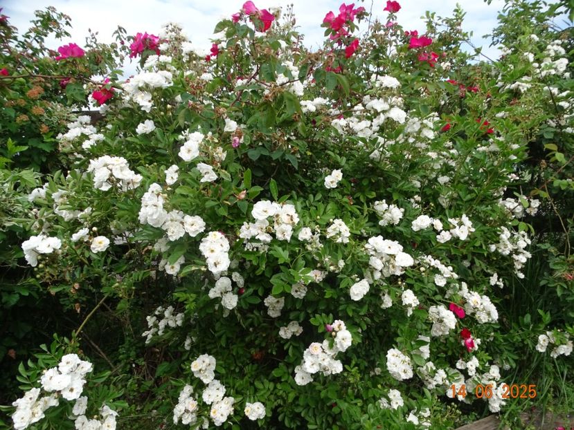  - Trandafiri 2025 2