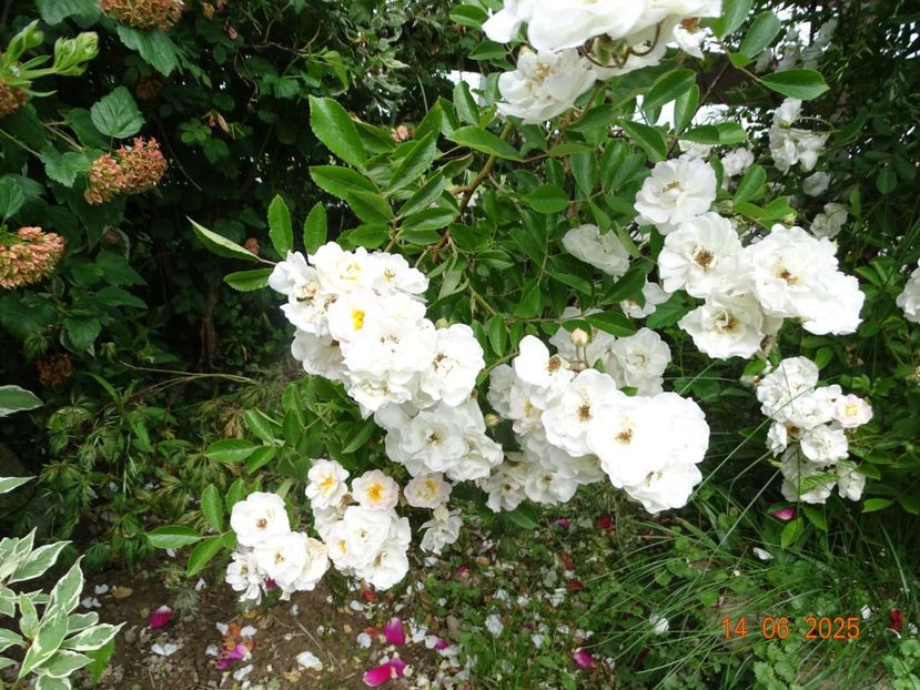  - Trandafiri 2025 2