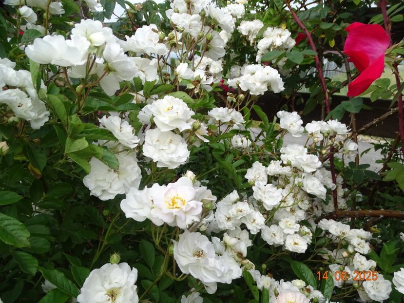  - Trandafiri 2025 2