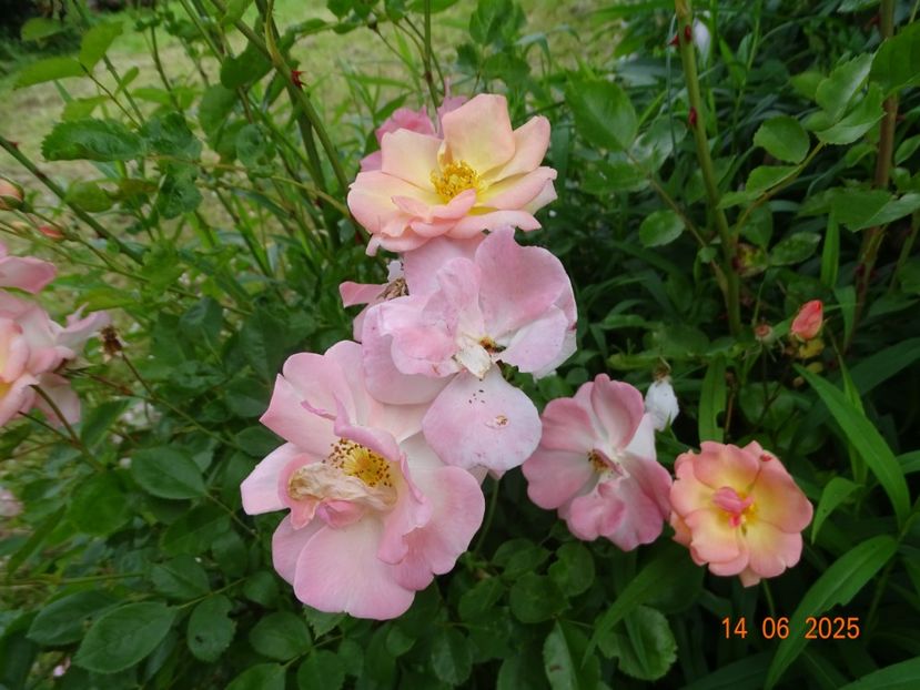  - Trandafiri 2025 2