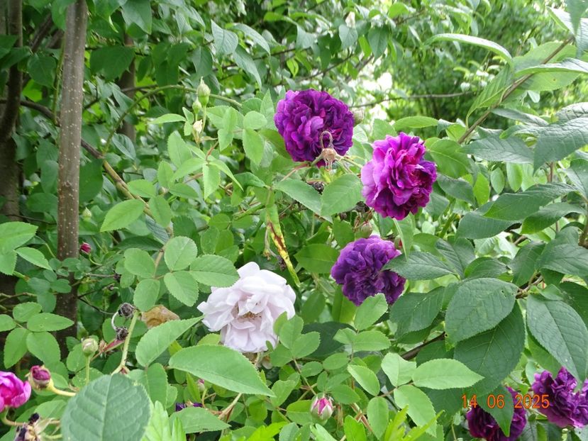  - Trandafiri 2025 2