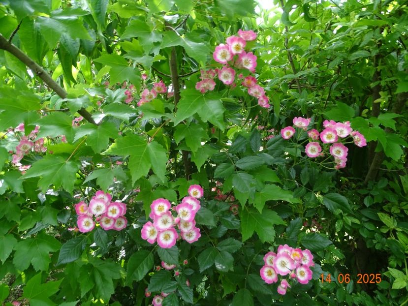  - Trandafiri 2025 2