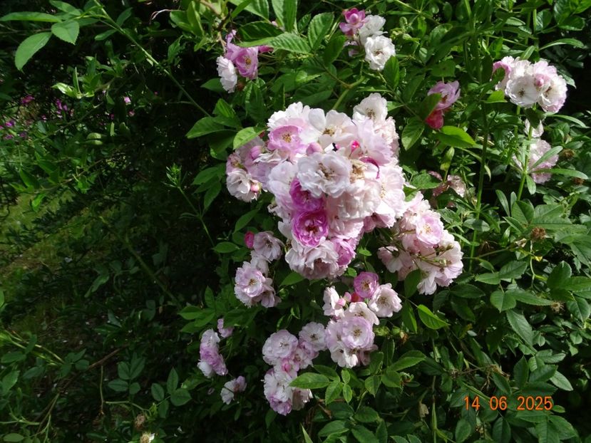 - Trandafiri 2025 2