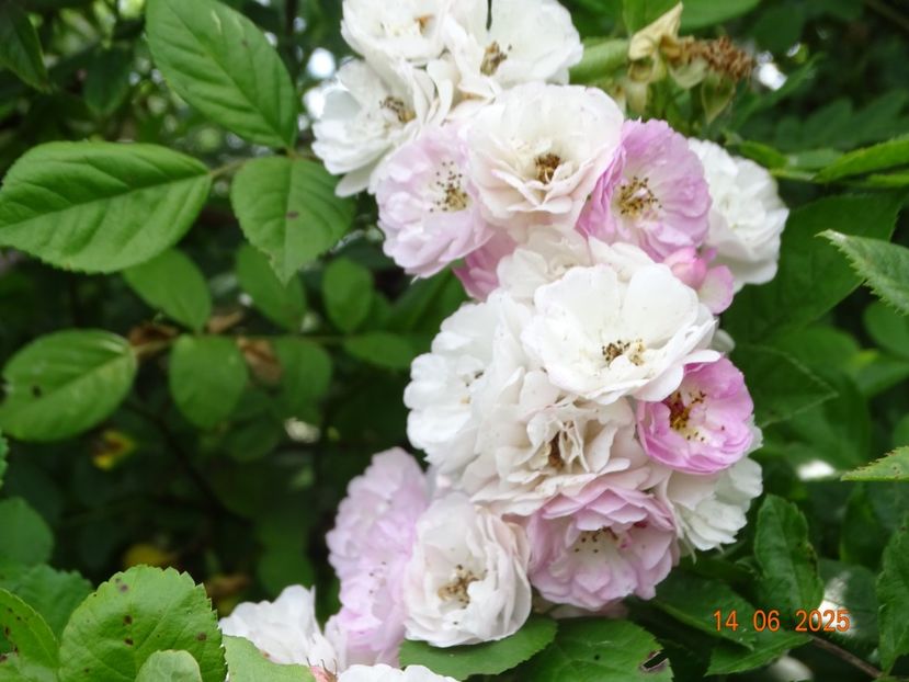  - Trandafiri 2025 2