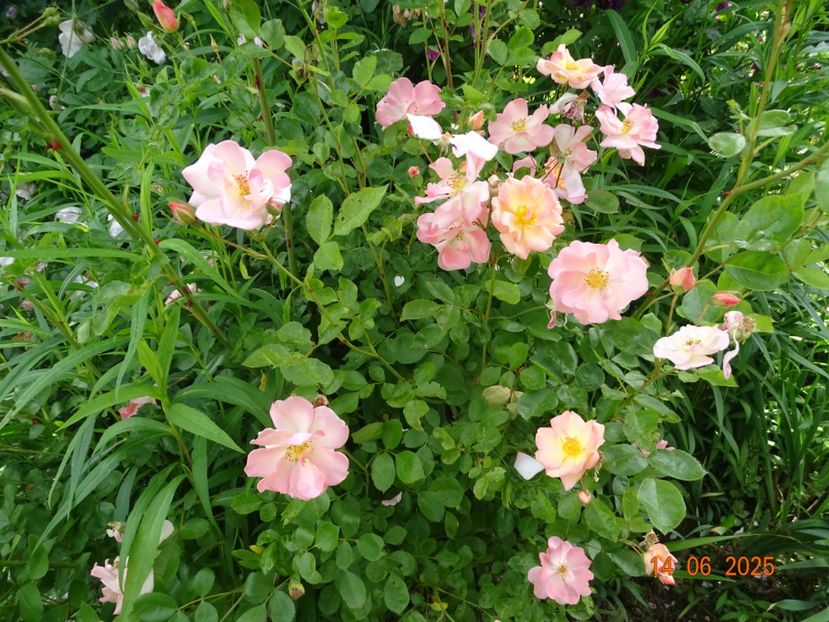  - Trandafiri 2025 2
