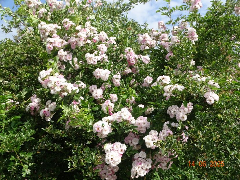  - Trandafiri 2025 2