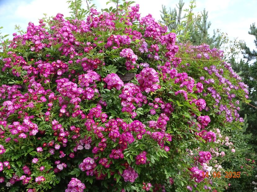  - Trandafiri 2025 2
