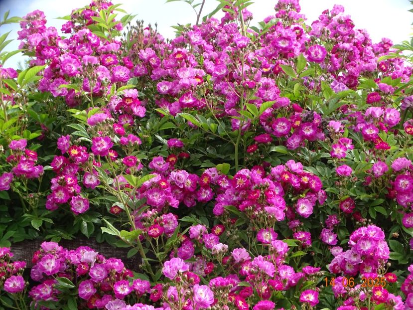  - Trandafiri 2025 2