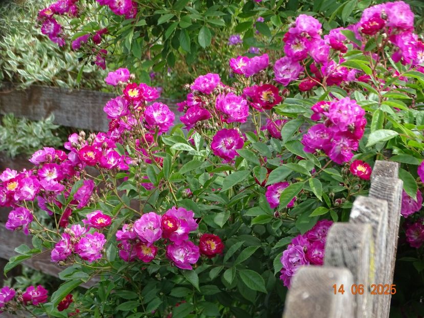  - Trandafiri 2025 2