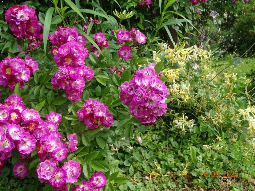  - Trandafiri 2025 2