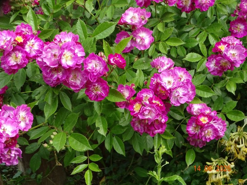  - Trandafiri 2025 2