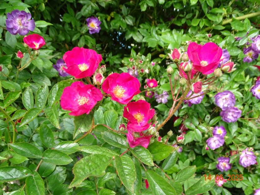  - Trandafiri 2025 2