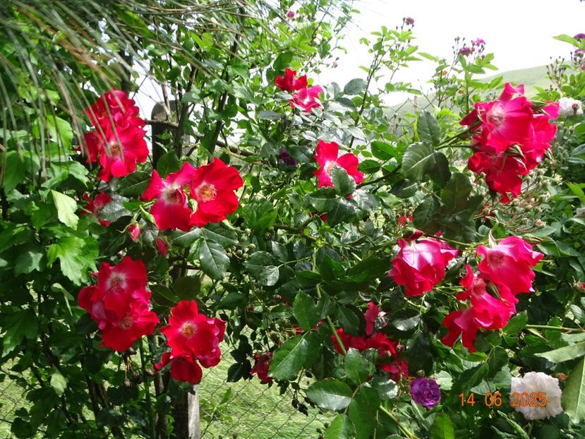  - Trandafiri 2025 2
