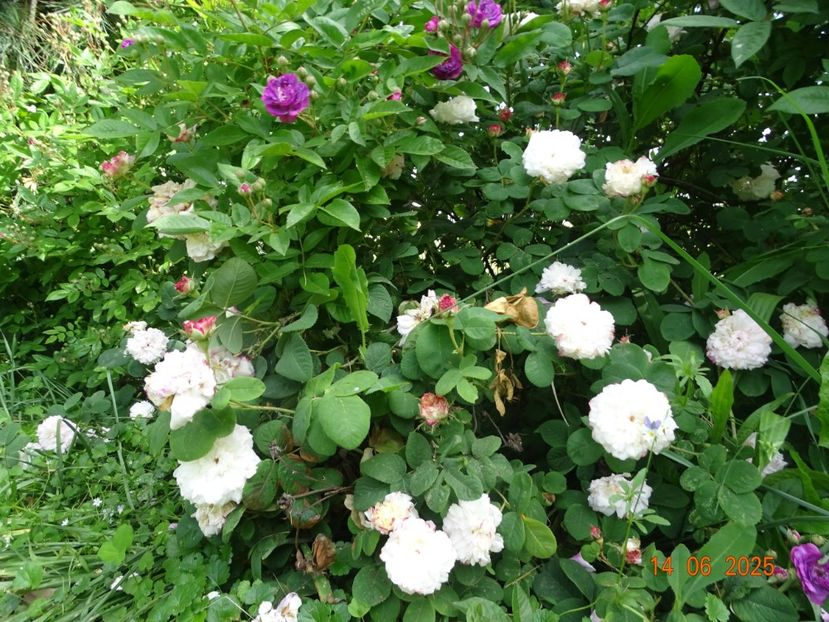  - Trandafiri 2025 2