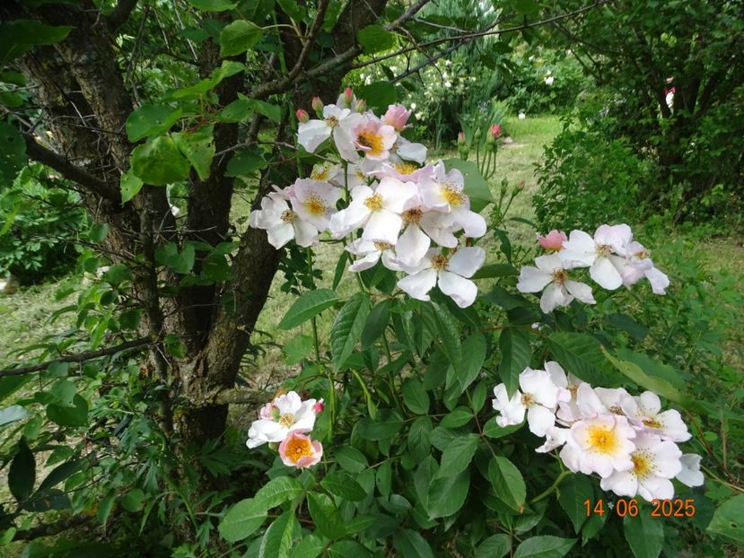  - Trandafiri 2025 2