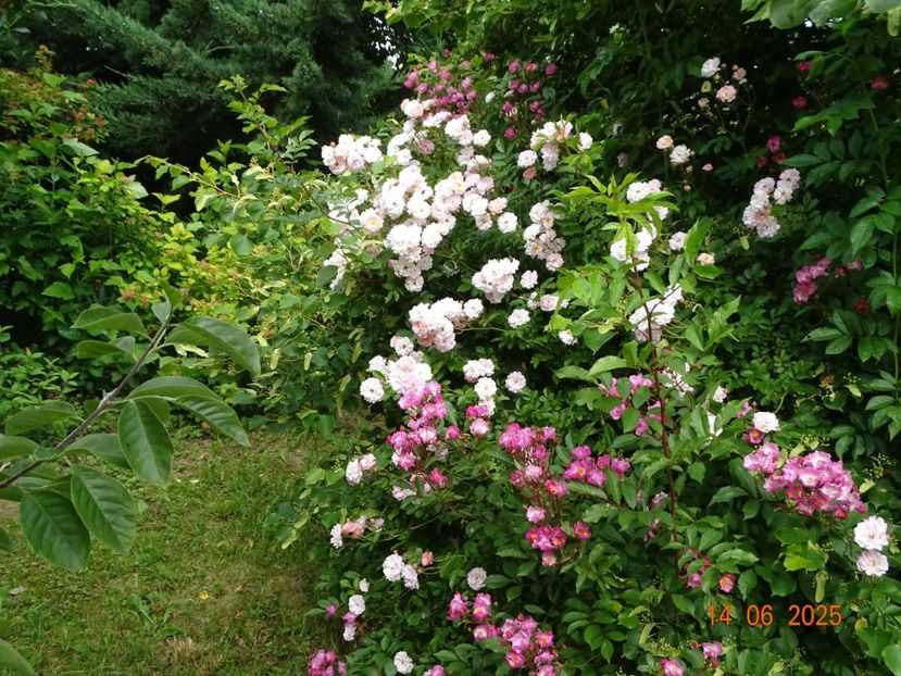  - Trandafiri 2025 2