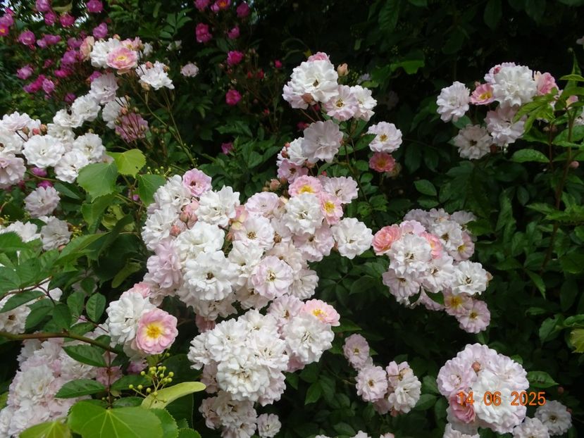  - Trandafiri 2025 2
