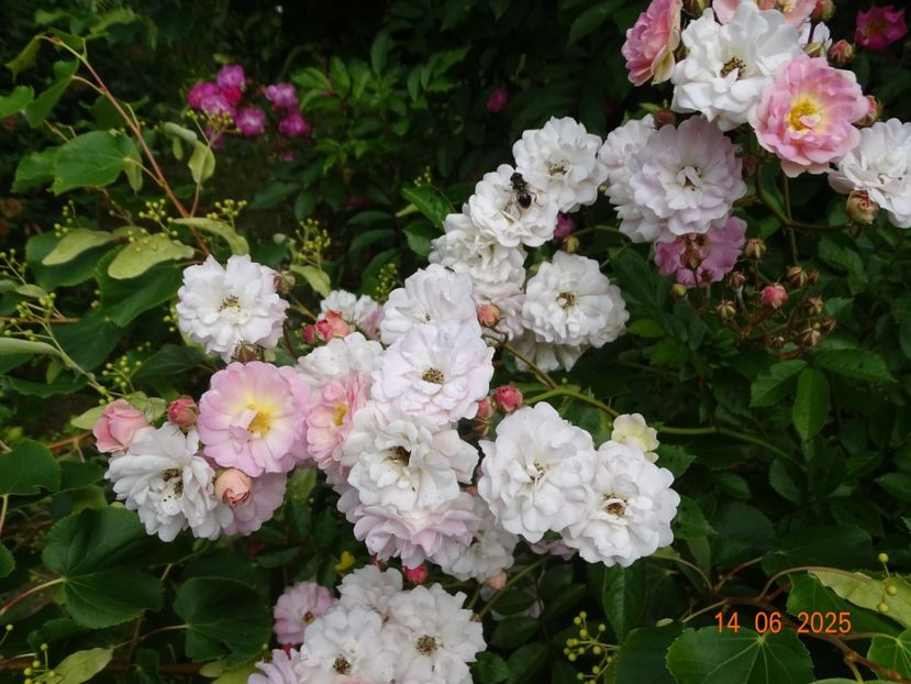  - Trandafiri 2025 2
