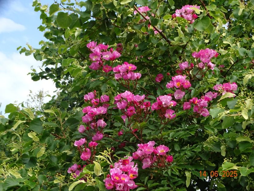  - Trandafiri 2025 2