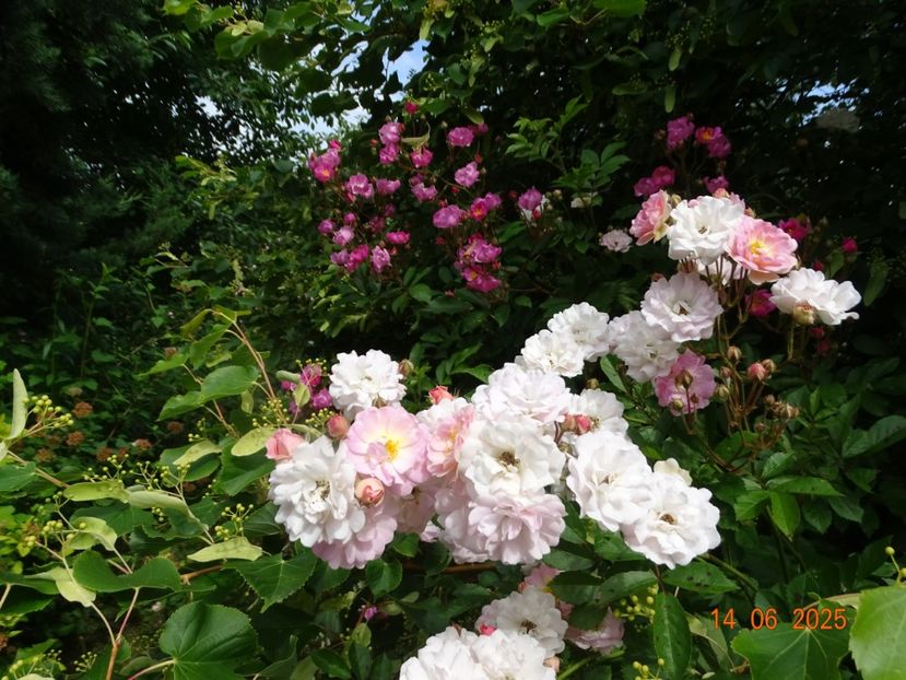  - Trandafiri 2025 2
