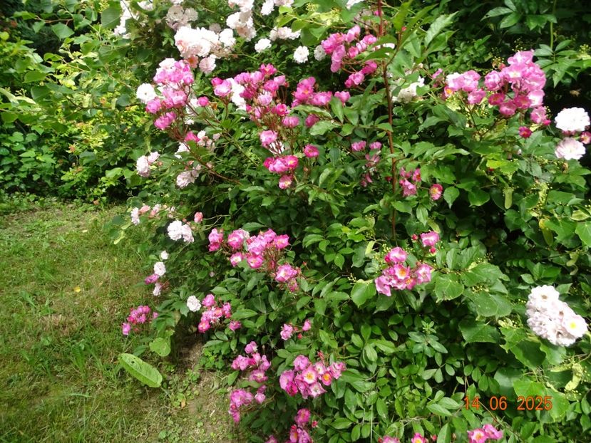  - Trandafiri 2025 2