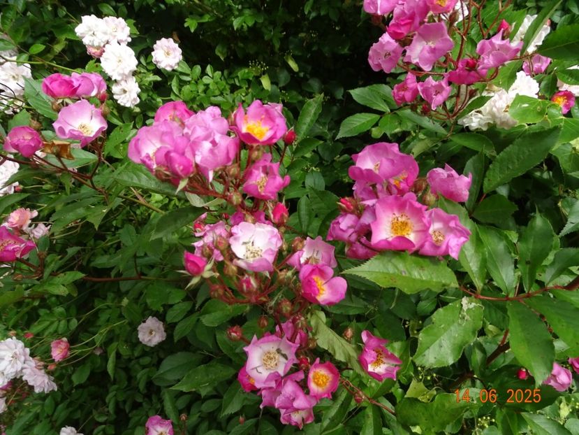  - Trandafiri 2025 2