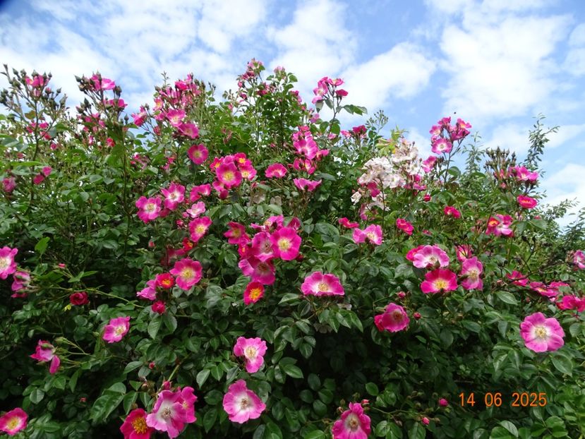  - Trandafiri 2025 2